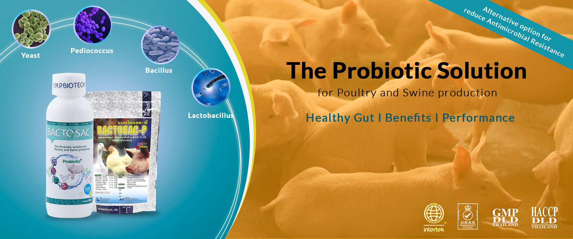Probiotic-solution-banner